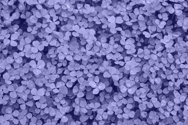 Very Peri Color of the year 2022. Violet. Patch of clover provides a background for St. Patrick s Day images. Clover field