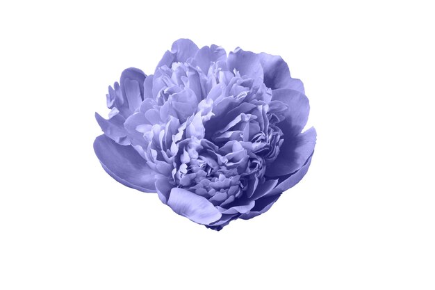 Very Peri. Color of the year 2022. Violet, purple colors. Blossoming Bud of a pink Peony isolated on a white Background. Pink Terry peony Flower.