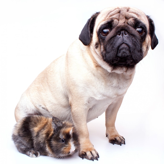 Very sad pug and rabbit isolated on white background