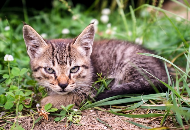 Very severe and serious tabby kitten looks like a lynx with big ears sitting in the grass.