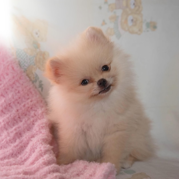 A very small Pomeranian puppy is sitting in the sun on a pink blanket