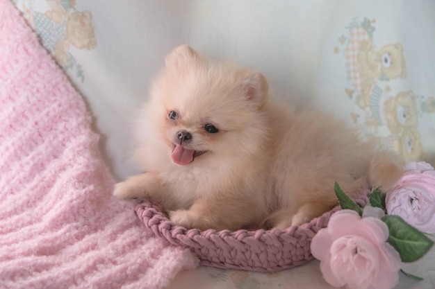 A very small Pomeranian puppy lies in a dog bed in the rays of the sun