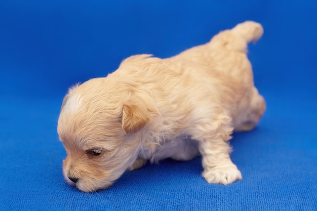 Very small puppy Maltipu hesitantly tries to get up on his paws. photo shoot on a blue background.