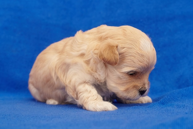 Very small puppy Maltipu. photo shoot on a blue background.