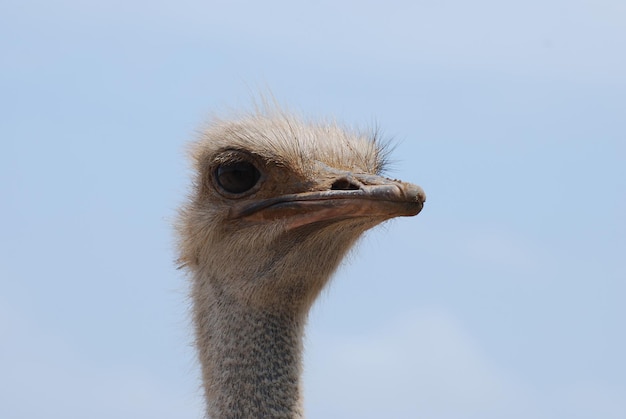 Very stern face on an ostrich at an Ostrich Farm.