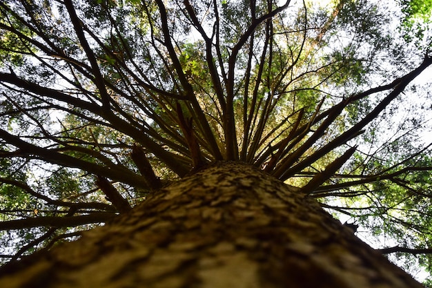 Photo a very tall coniferous tree with many dry branches. bottom view from a high angle