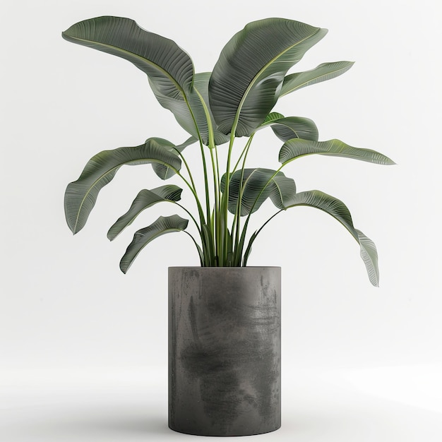 very tall plant pot photography on white background