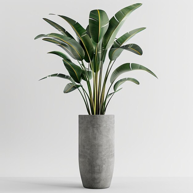 very tall plant pot photography on white background