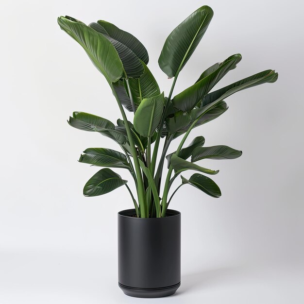 very tall plant pot photography on white background