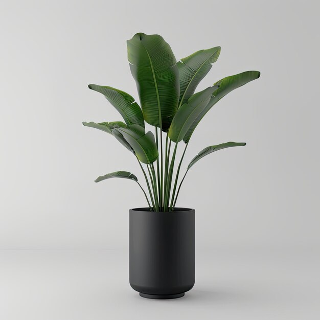 very tall plant pot photography on white background