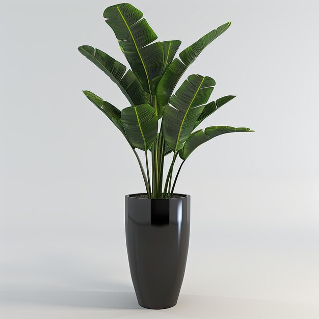 very tall plant pot photography on white background