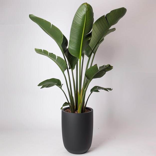 very tall plant pot photography on white background