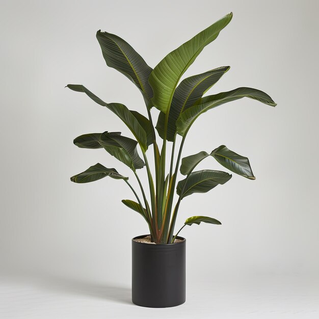 very tall plant pot photography on white background