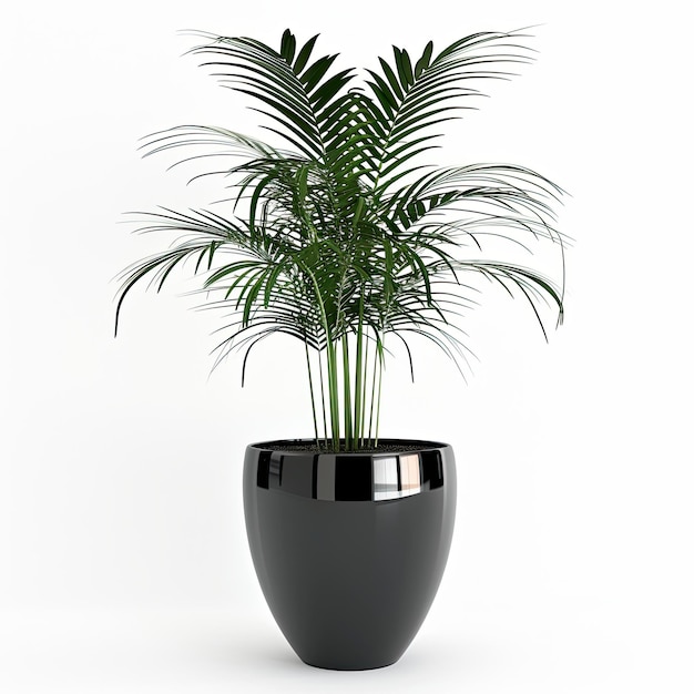 Photo very tall plant pot photography on white background