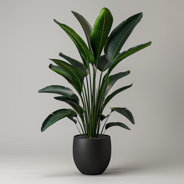 very tall plant pot photography on white background