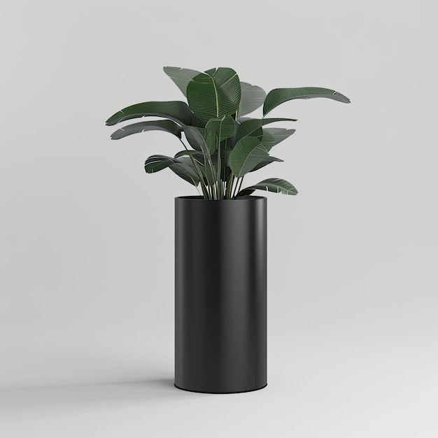 very tall plant pot photography on white background