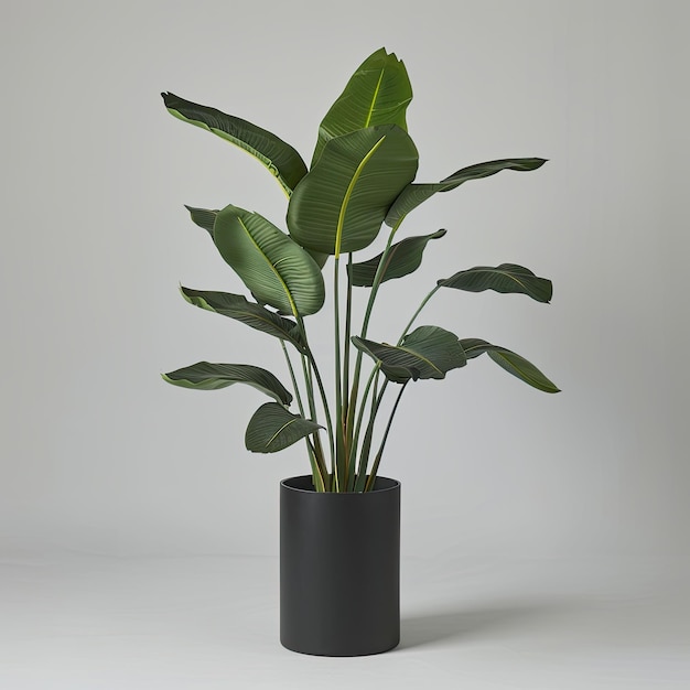 very tall plant pot photography on white background