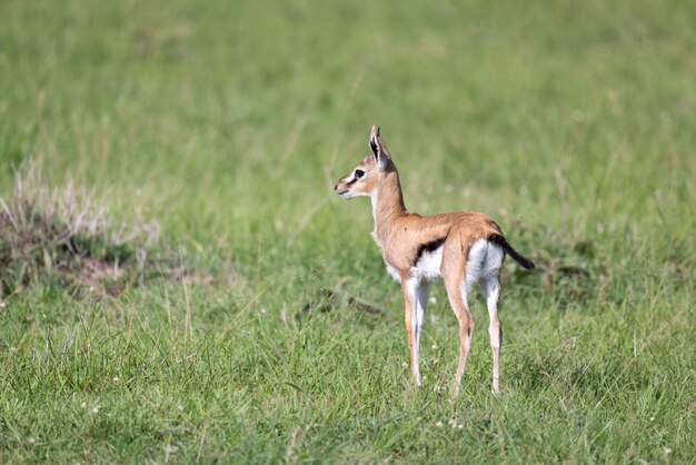 A very young Thomson Gazelle in the Kenyan grass landscape