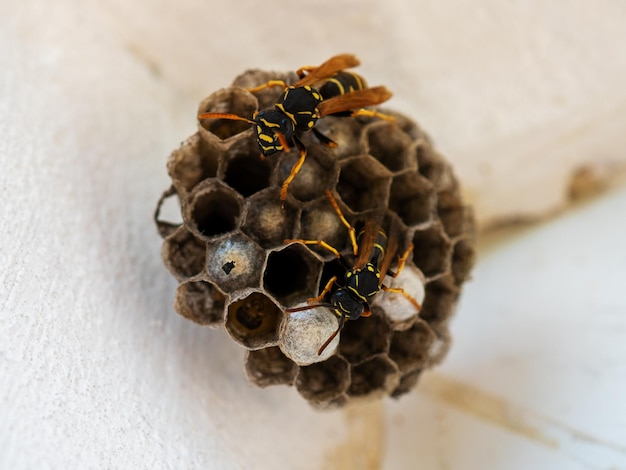 Vespiary Hornet's nest Wasp nest with wasps sitting on it Wasps polist The nest of a family of wasps