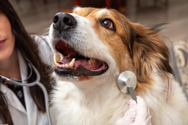 Vet clinic Veterinarian examine a dog with a medical stethoscope close up Pet checkup