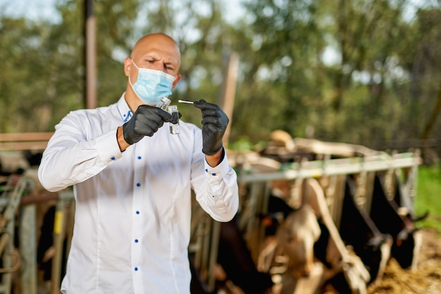 Vet at cow farm animal takes analyzes.