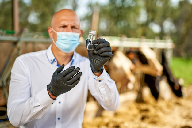 Vet at cow farm animal takes analyzes.