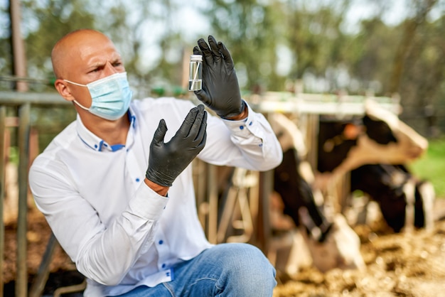 Vet at cow farm animal takes analyzes.