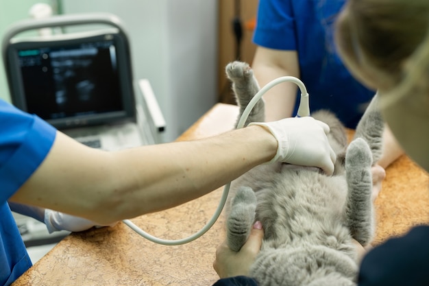 Vet does an ultrasound cat in clinic