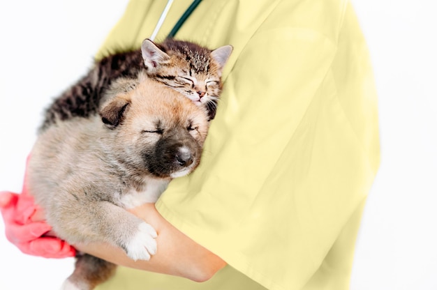 Vet examining dog and cat. Puppy and kitten at veterinarian doctor. Animal clinic. Pet check up and vaccination. Health care.