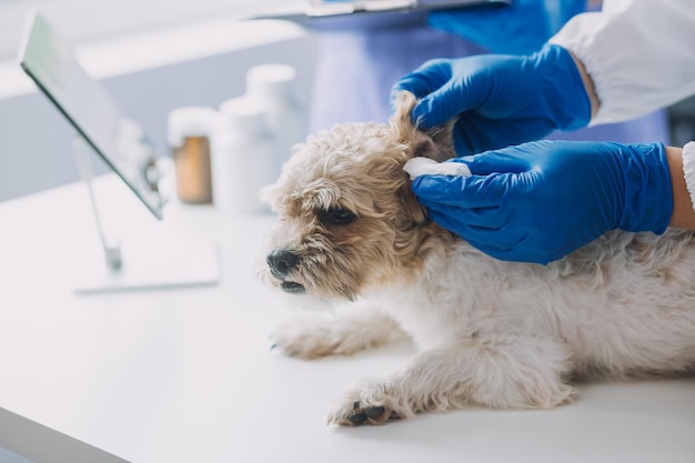 Vet examining dog and cat Puppy and kitten at veterinarian doctor Animal clinic Pet check up and vaccination Health care