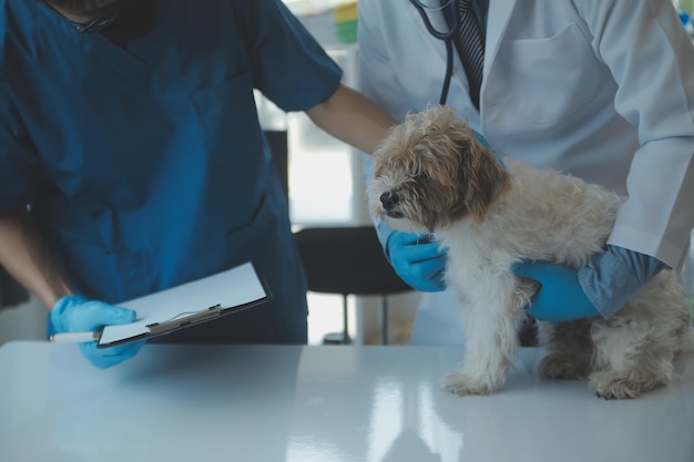 Vet examining dog and cat Puppy and kitten at veterinarian doctor Animal clinic Pet check up and vaccination Health care