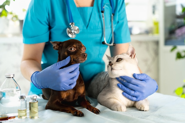 Vet examining dog and cat puppy and kitten at veterinarian doctor pet check up and vaccination