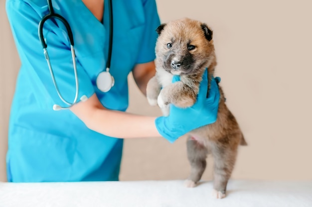 Vet examining dog. Puppy at veterinarian doctor. Animal clinic. Pet check up and vaccination. Health care.