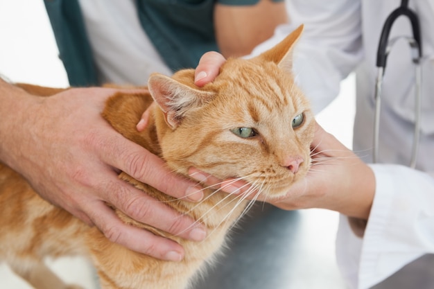 Vet giving a cat a check up