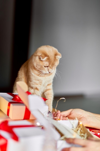 Vet Man in Santa hat and cat in hand making greeting card for New Year and Christmas