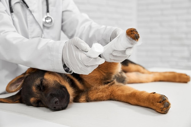 Vet rewinding paw to german shepherd