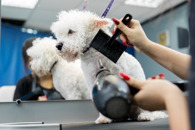 Photo veterinarian blow-dry a bichon frise hair in a veterinary clinic, close-up. bichon frise do haircut and grooming in the beauty salon for dogs