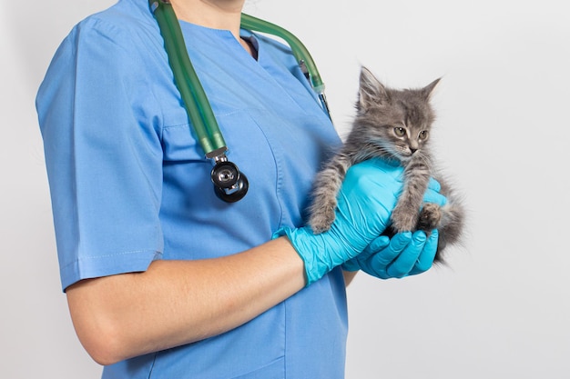 A veterinarian cat doctor holding a small kitten