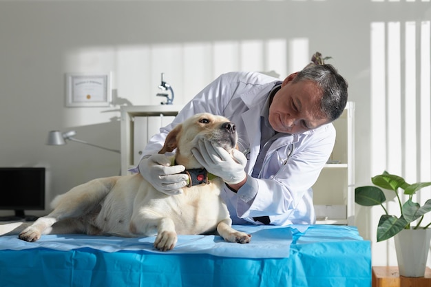 Veterinarian Checking Teeth of Labrador Dog