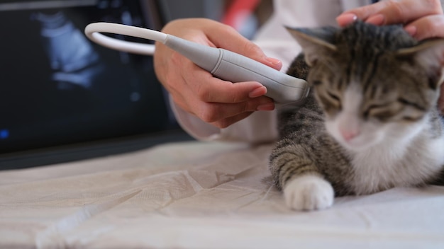 Veterinarian checks internal organs of furry cat using ultrasound equipment caring doctor does