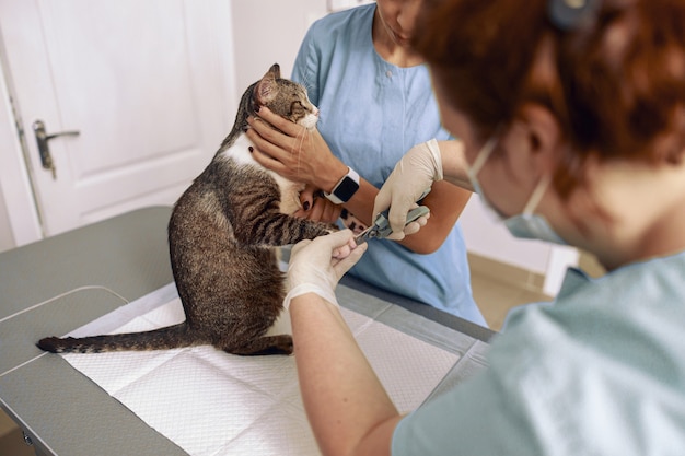 Veterinarian cuts cat claws with metal clipper while intern hugs pet in clinic office closeup