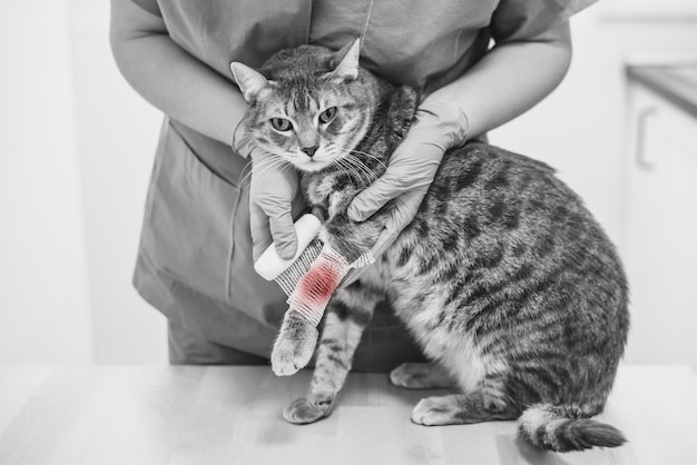 Veterinarian doctor bandaging the injured leg of a cat