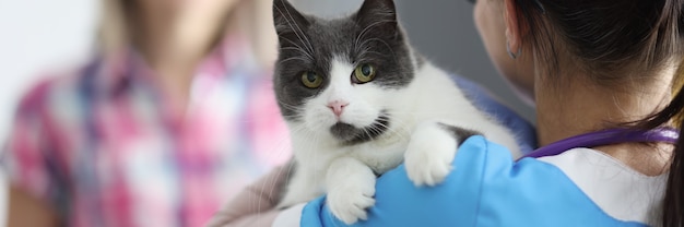 Veterinarian doctor holds cat in his arms