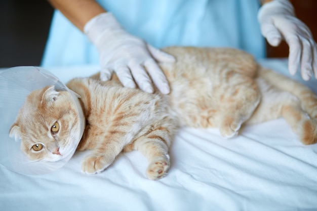 Veterinarian doctor is making a check up of a cute beautiful cat with plastic cone collar after castration, Veterinary Concept.