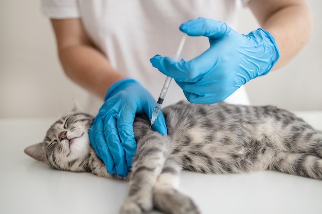 Veterinarian doctor or nurse in a medical rubber glove makes an injection with a medicine for the prevention of disease. Protective vaccination concept