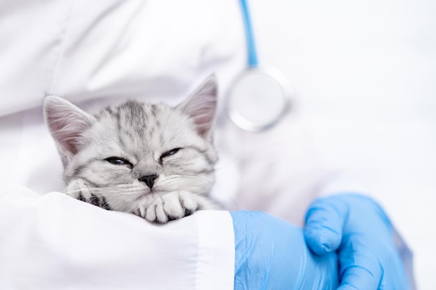 Veterinarian doctor with small gray Scottish kitten in his arms in medical animal clinic Copyspace for text