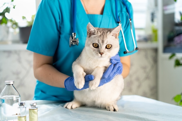 The veterinarian examines the cat the kitten is at the veterinarian inspection of pets and