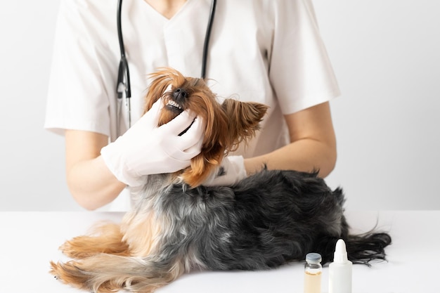 The veterinarian examines the dogs teeth