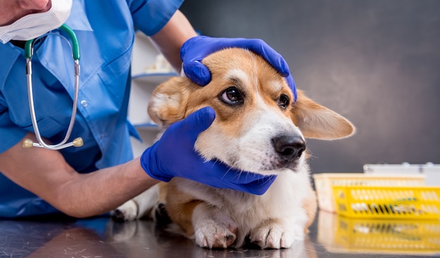 Veterinarian examines the eyes of a sick corgi dog