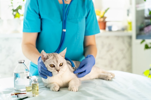  veterinarian examines and listens to the cat with a stethoscope. the kitten is at the veterinarian.